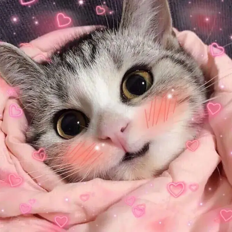 Lúc mèo thấy người lạ nhưng được khen đáng yêu