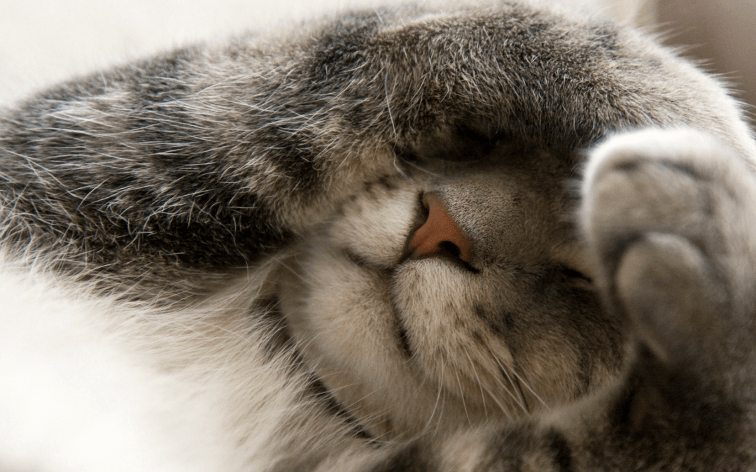 Chó ngoảnh mặt đi vì mắc cỡ nhẹ nhàng