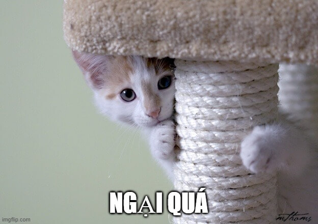 Mèo con mặt mắc cỡ + tai cụp combo đốn tim