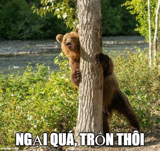 Chú gấu ngại quá nên trốn sau cái cây