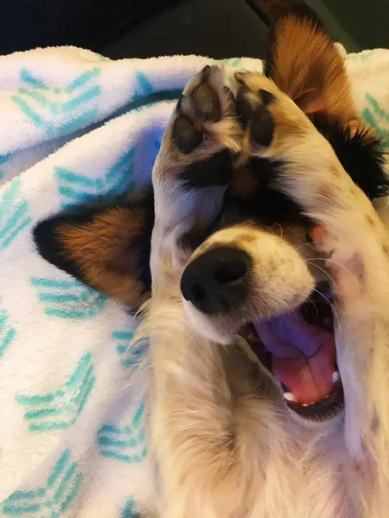 Chó said: Tui là ai, đây là đâu, sao mắc cỡ quá