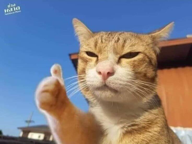 Chú mèo Ok nhưng biểu cảm đang loading