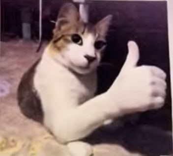 Gật đầu cute như mèo