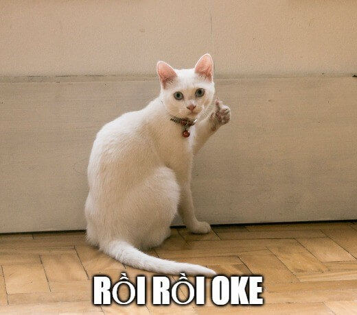 Chú mèo nhìn mặt là biết ok giả