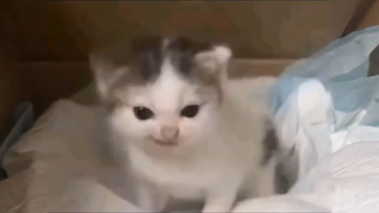 Ảnh mèo với nét mặt và ụ cười nửa miệng đầy nguy hiểm, mang lại cảm giác sợ sợ.