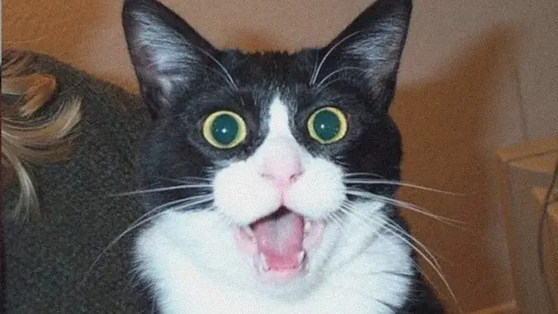 Meme mèo giật mình khi bị bắt quả tang đang làm chuyện mờ ám.