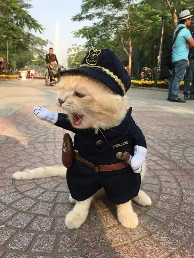 Công an giao thông đang thổi phạt nhưng caption troll cực kỳ lầy lội