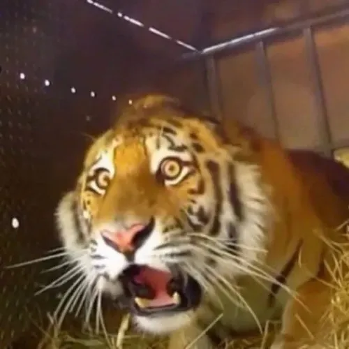 90 ảnh Meme Bất Ngờ sửng sốt hài hước khi bạn không tin nổi vào mắt mình