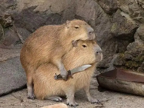 Hình ảnh meme Capybara cầm dao tạo dáng như đang... selfie
