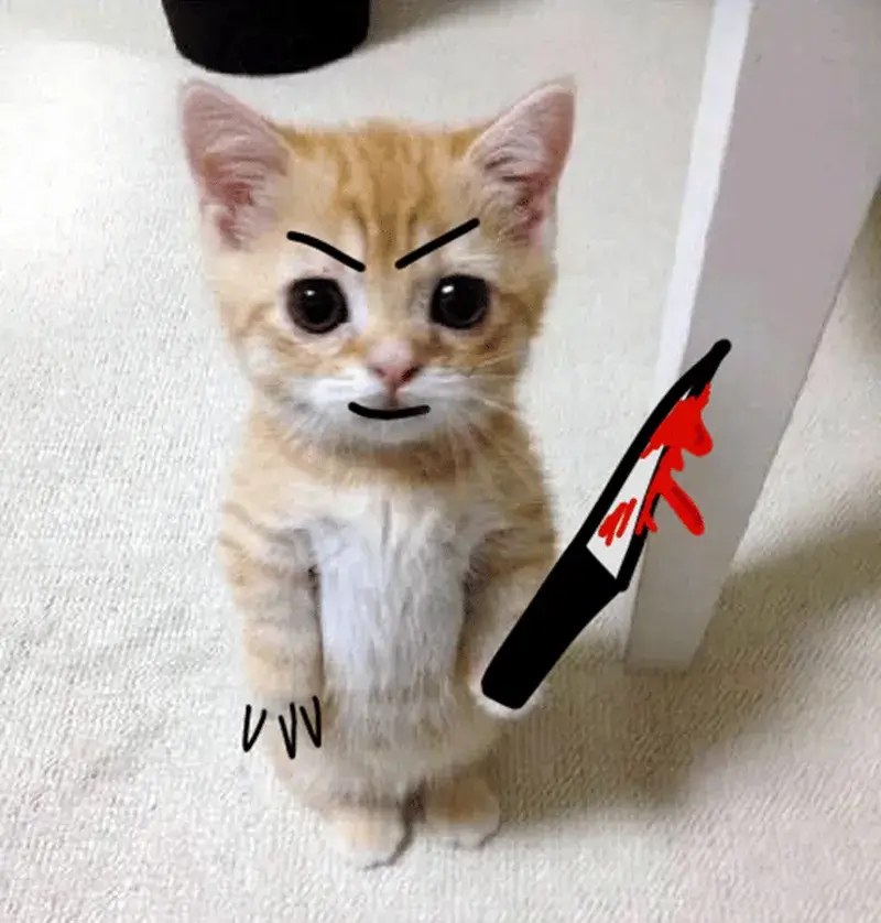 Ảnh meme mèo troll đòi lại đồ ăn bị trộm