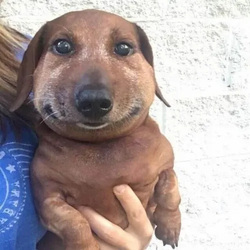 Chỉ một phút ham vui và hóa chú chó bị ong đốt với biểu cảm sai quá sai