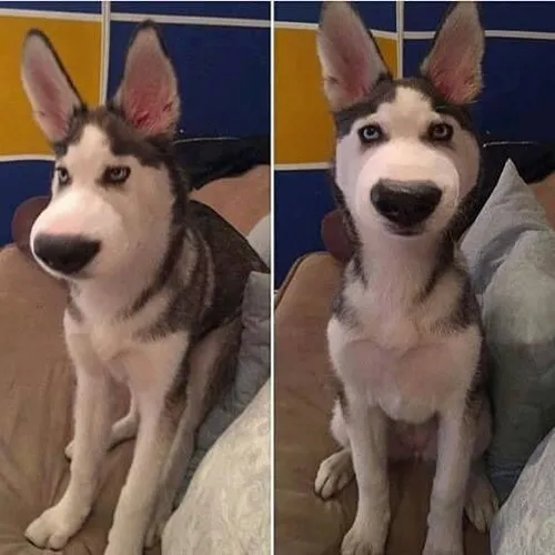 Cả nhà bật cười khi thấy biểu cảm ngộ nghĩnh lúc chó bị ong đốt