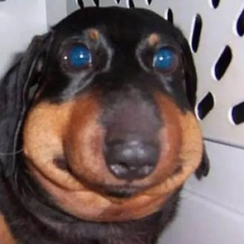 Vì sao nhiều người bật cười khi thấy chú chó bị ong đốt sưng mặt