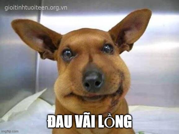 Huhu con chó đáng thương nhất hôm nay