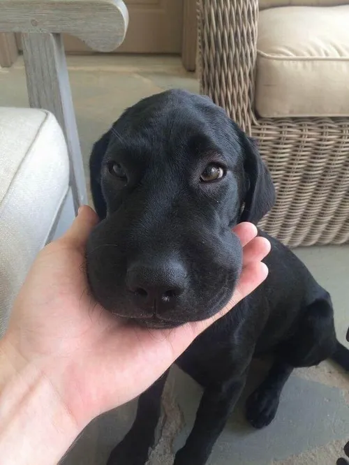 Khi nói không đau mà mặt lại phồng như chó bị ong đốt nhìn cưng hết sức