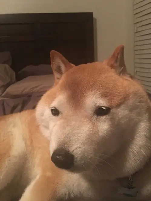 Shiba phiên bản phồng má cấp độ max
