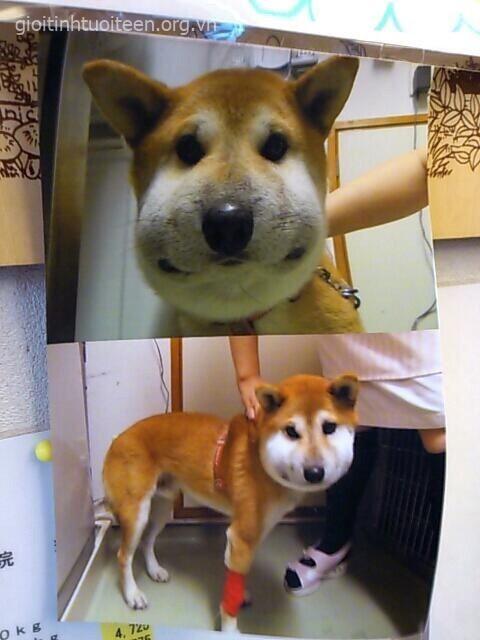 Khi Shiba không ngờ hậu quả lại sưng vậy