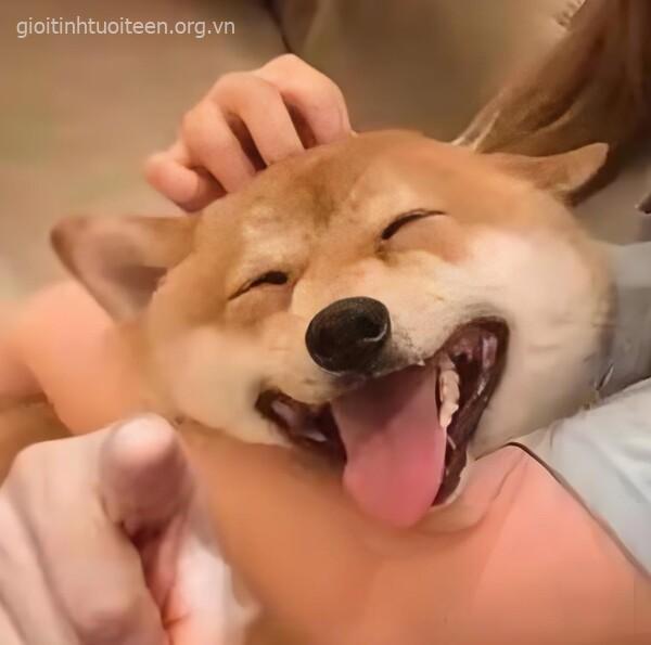 Meme chó Shiba cười cà khịa chỉ tay vào màn hình Meme chó Shiba cười cà khịa chỉ tay vào màn hình