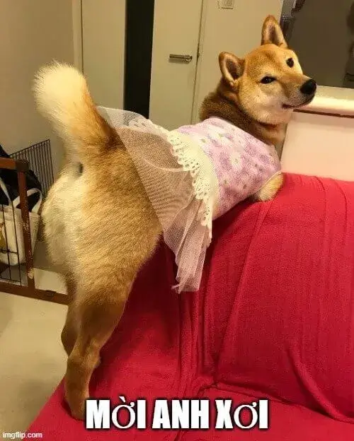 Phản ứng giật mình bật dậy cực nhanh