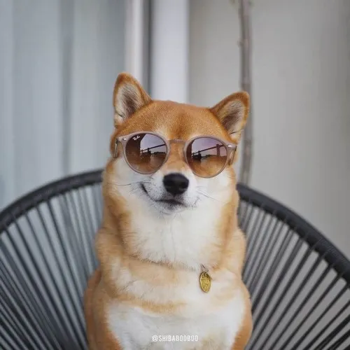 140+ ảnh Meme Chó Shiba vô tri với hàng loạt biểu cảm hài hước vui nhộn