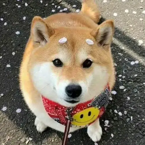 Mặt vô tri nhìn đời không cảm xúc