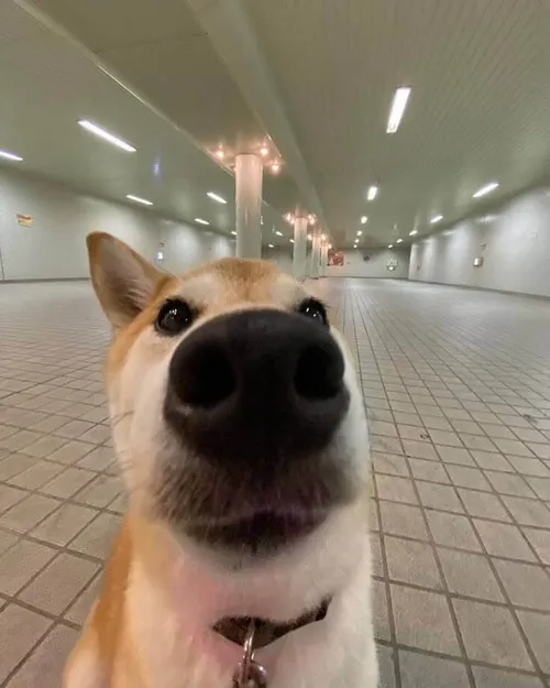 Meme chế cún Nhật tái hiện dáng nằm buồn trên gương mặt đơ khá thú