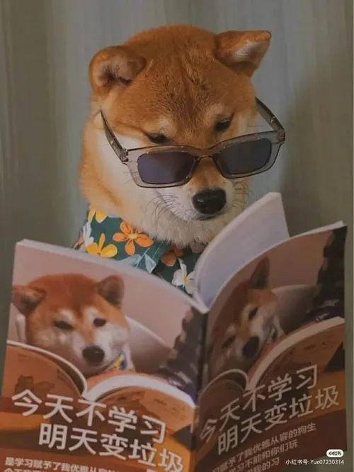 Hình meme hài cún Nhật hé lộ sự hiền hòa qua ánh mắt lơ đãng nhẹ