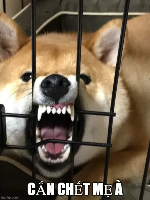 Hai chân giơ nhẹ kiểu bó tay chịu thua