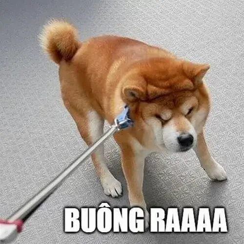 Meme chó Shiba hợp khi bạn muốn troll nhẹ bạn bè cho vui