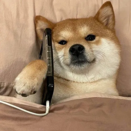 Ảnh chế cún Nhật phản ứng hài qua ánh mắt lơ đãng đời thường