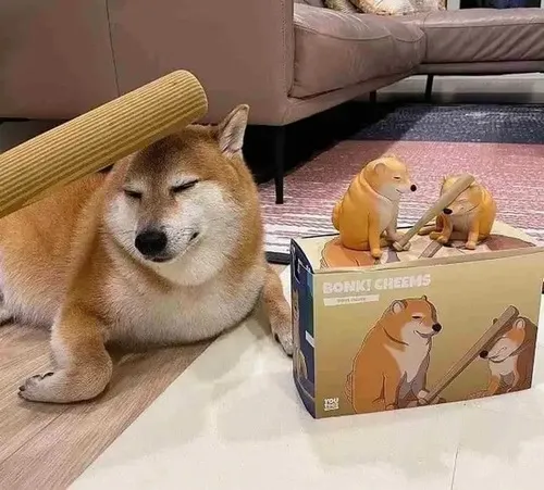 Meme chó Shiba gắn với mặt ngáo vô tri đặc trưng
