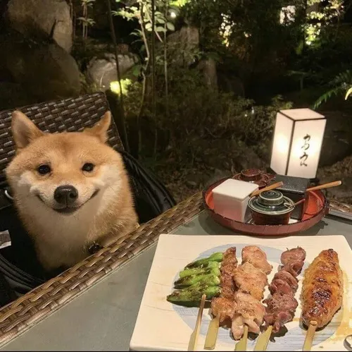 Meme chó Shiba chuẩn mood khi bạn cố nín cười