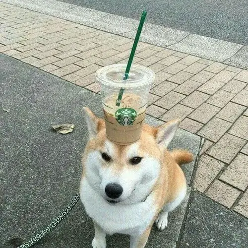 Meme chó Shiba xuất hiện chuẩn khi bạn muốn giả vờ vô tri