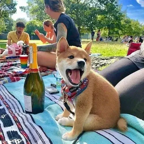 Meme chế bé lông xù kết hợp cảm giác hiền khờ trong dáng ngồi nhỏ