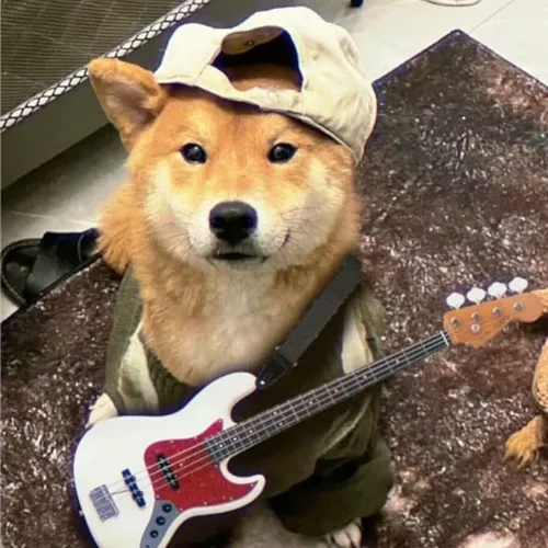 Meme chó Shiba hợp khi bạn cố làm ngơ nhưng mắt nói khác