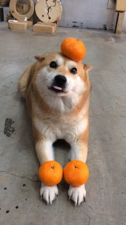 Vẻ buồn nhẹ khi cụp tai xuống đầy tâm trạng