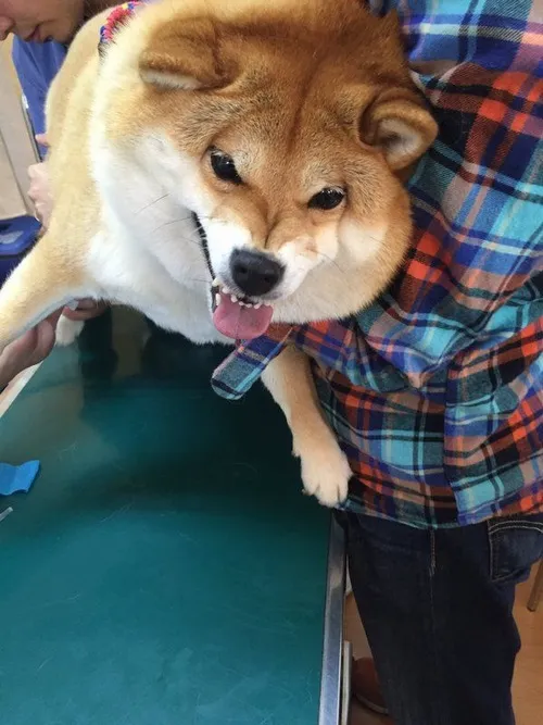 Biểu cảm bất lực nhìn lên trời đầy cam chịu