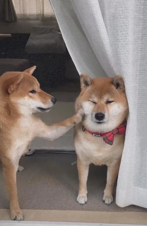 Liếc mắt dài như không muốn dây vào