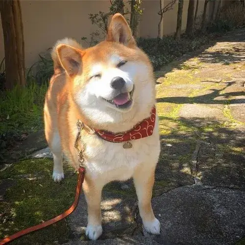 Hình chế meme vui biểu cảm vô tri gợi nét mếu nhẹ qua đôi tai cụp dễ thương