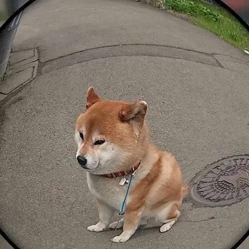 Meme chó Shiba hoàn hảo cho khoảnh khắc nhìn đời bất biến