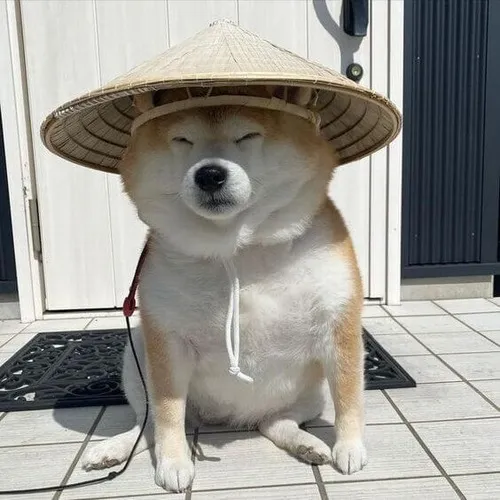 Meme hài thú cưng mặt đơ thể hiện thần thái khó hiểu đầy dí dỏm nhẹ