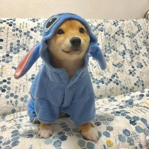 Ảnh troll boss Shiba liên hệ biểu cảm đơ giữa phút buồn pha hài