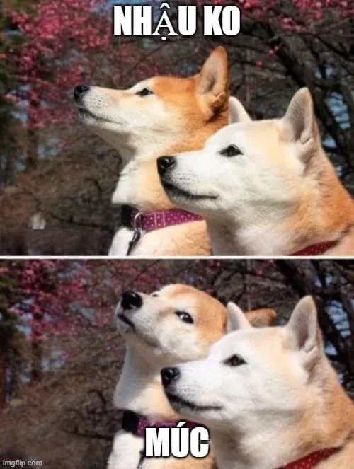Meme chó Shiba cho lúc phản ứng chậm hơn cả thời gian