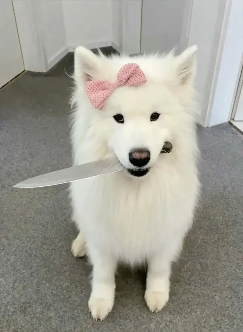 Meme hài chó cầm dao đứng trước cửa phòng với ánh mắt đe dọa