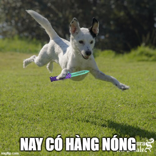 Ảnh meme chó cầm dao với gương mặt căng thẳng nhưng buồn cười