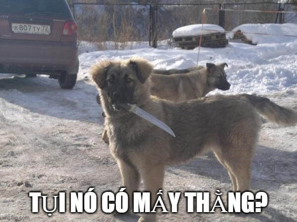Hình meme chó cầm dao nhìn trừng trừng kiểu “ai cho mày ăn?”