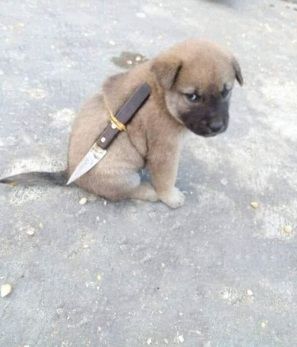 Hình meme chó cầm dao ngồi thủ thế cực kỳ nghiêm túc