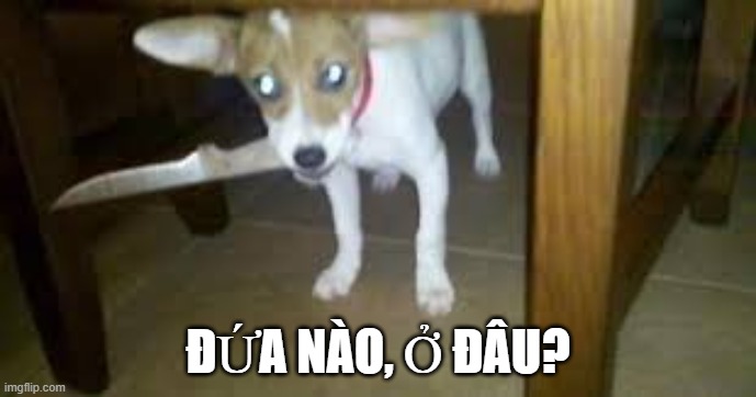 Meme chó troll cầm dao ngậm trong miệng đầy sát khí giả