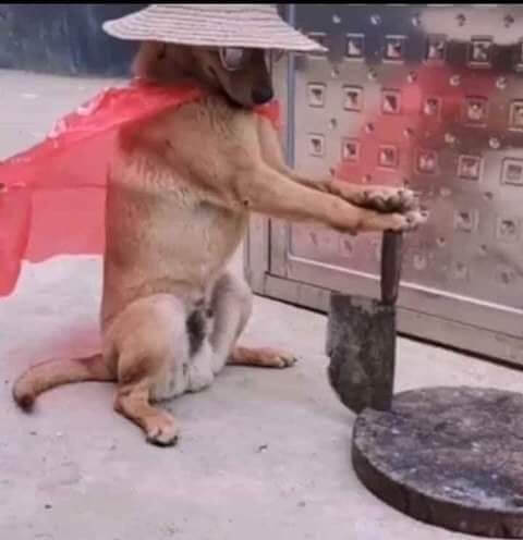 Meme chó cầm dao như đang bảo: “gửi ảnh lẹ đi còn sống”