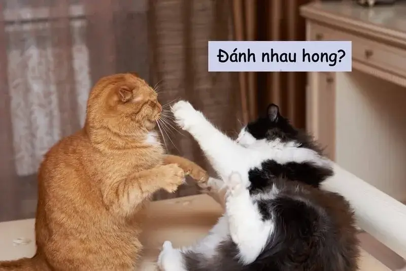 Ảnh meme đánh lộn với góc chụp y như phim hành động nghiệp dư.